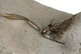 Trident Walliserops Trilobite - Exceptional Preparation #328576-1